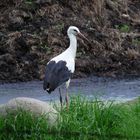 Weißstorch bei der Nahrungssuche