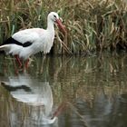 Weißstorch bei der Nahrungssuche