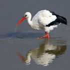 Weißstorch bei der Nahrungssuche in einem Teich