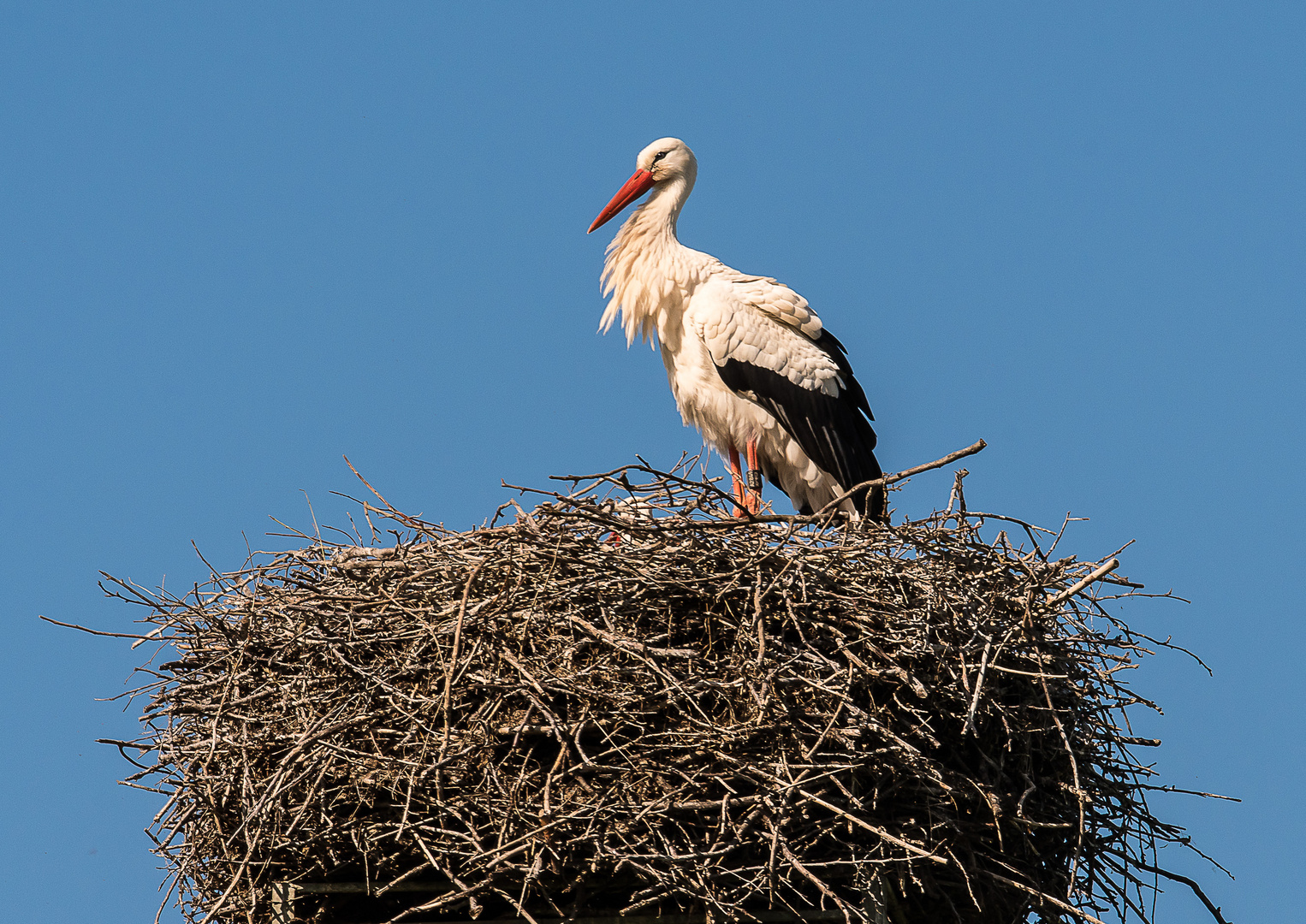 Weißstorch bei Sonnenaufgang