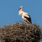 Weißstorch bei Sonnenaufgang