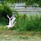 Weißstorch beim Abflug.