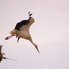 Weißstorch beim Abflug