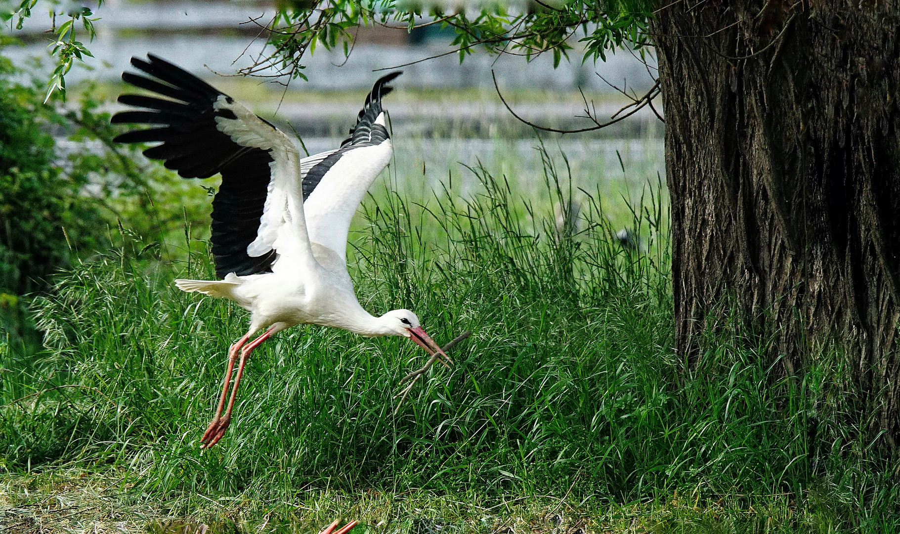 Weißstorch beim Abflug mit Nistmaterial. 