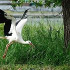 Weißstorch beim Abflug mit Nistmaterial. 