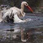 Weißstorch beim Baden 001 