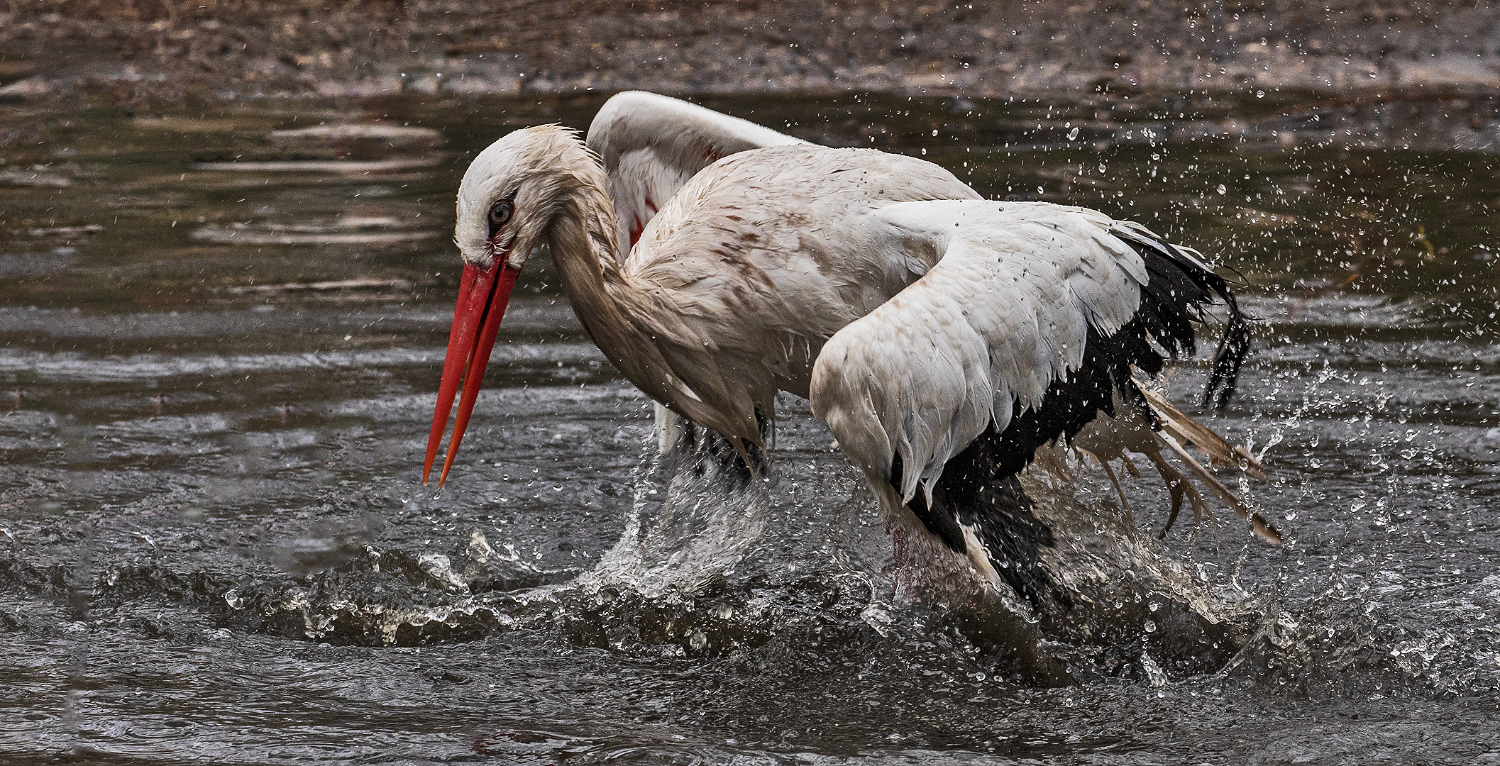 Weißstorch beim Baden 001