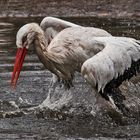 Weißstorch beim Baden 001