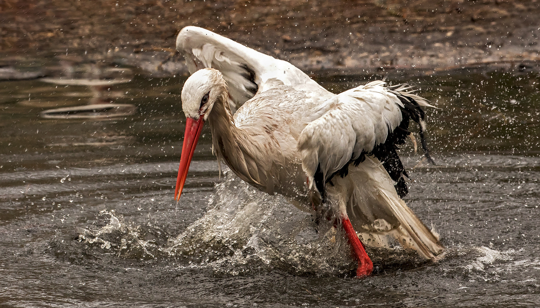 Weißstorch beim Baden 001