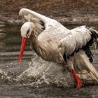 Weißstorch beim Baden 001