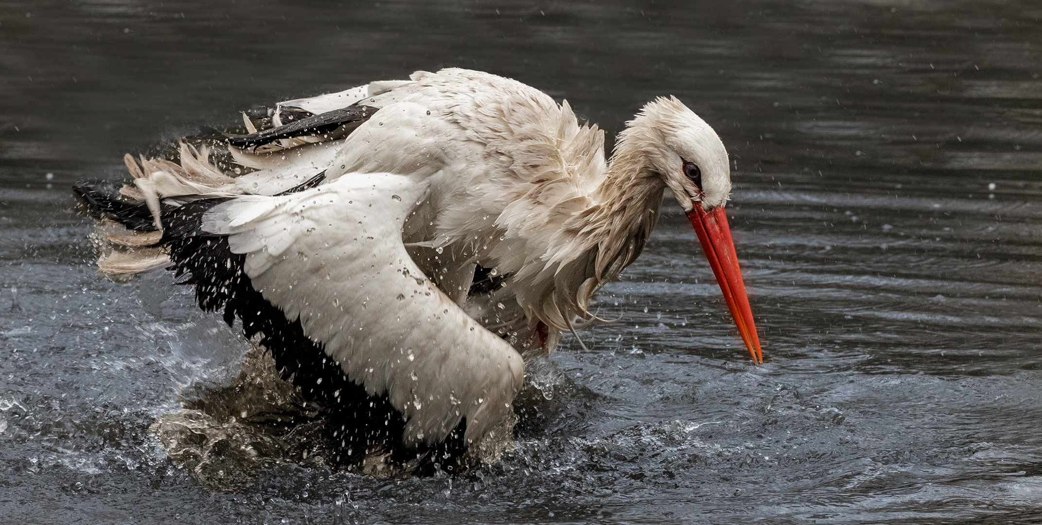 Weißstorch beim Baden 007 