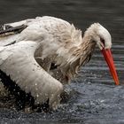 Weißstorch beim Baden 007 