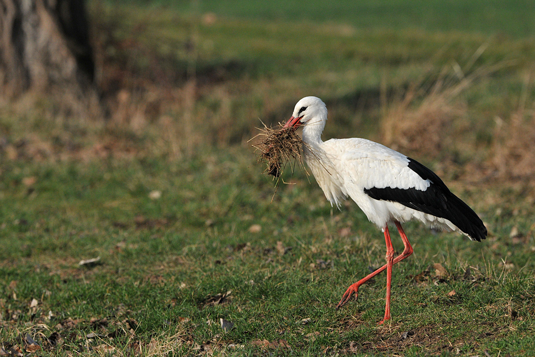 Weißstorch: Beim Einkauf im Natur – Baumarkt