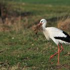 Weißstorch: Beim Einkauf im Natur – Baumarkt