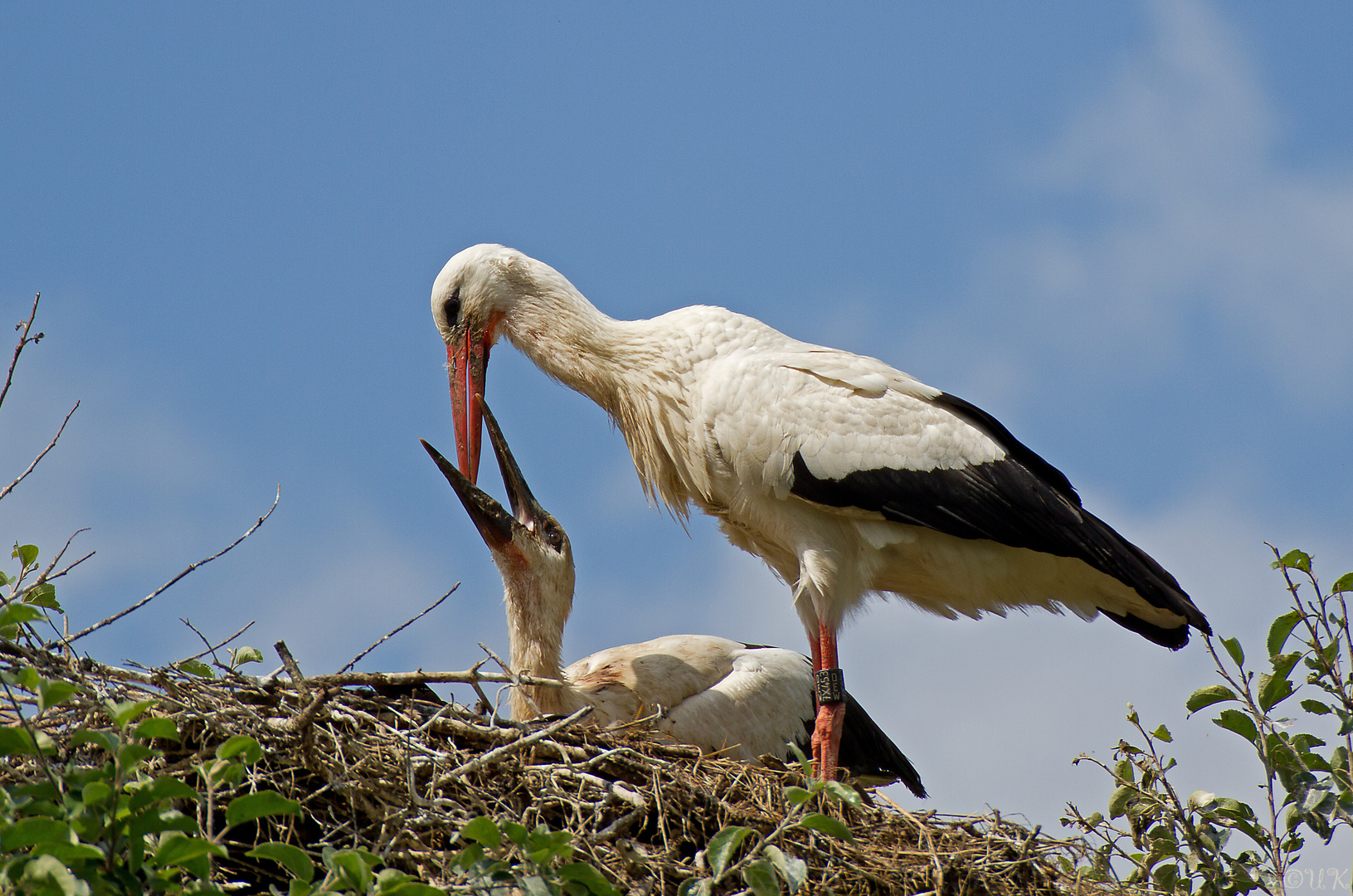 Weißstorch beim Füttern