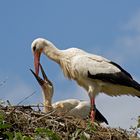 Weißstorch beim Füttern