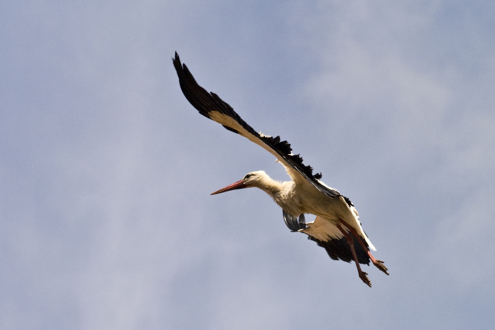 Weißstorch beim Landeanflug, Spanien, Extremadura