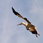 Weißstorch beim Landeanflug, Spanien, Extremadura