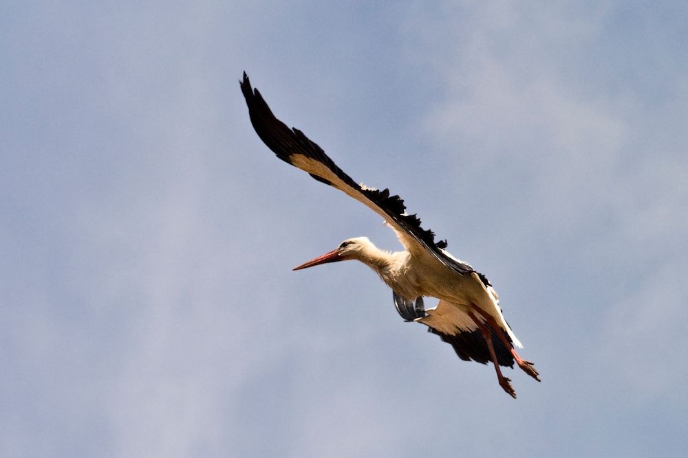 Weißstorch beim Landeanflug, Spanien, Extremadura