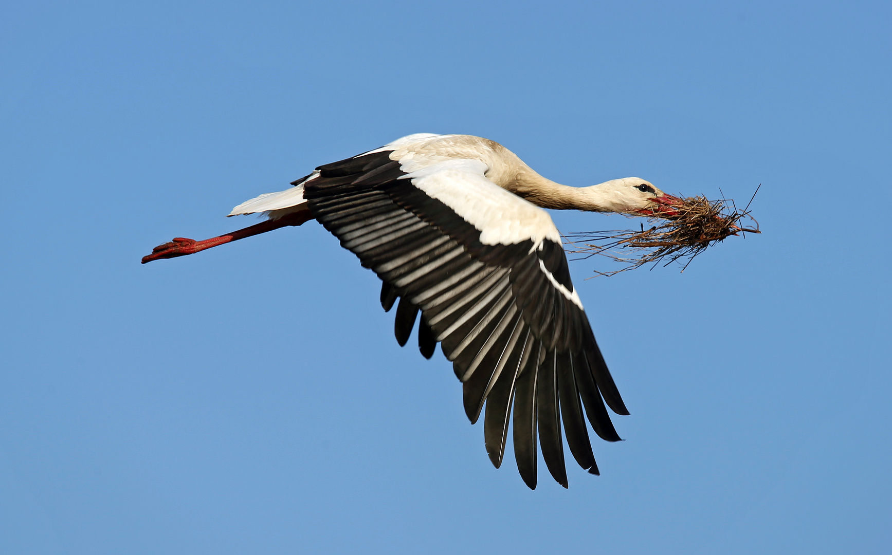 Weißstorch beim Materialtransport fürs Nest