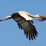 Weißstorch beim Materialtransport fürs Nest