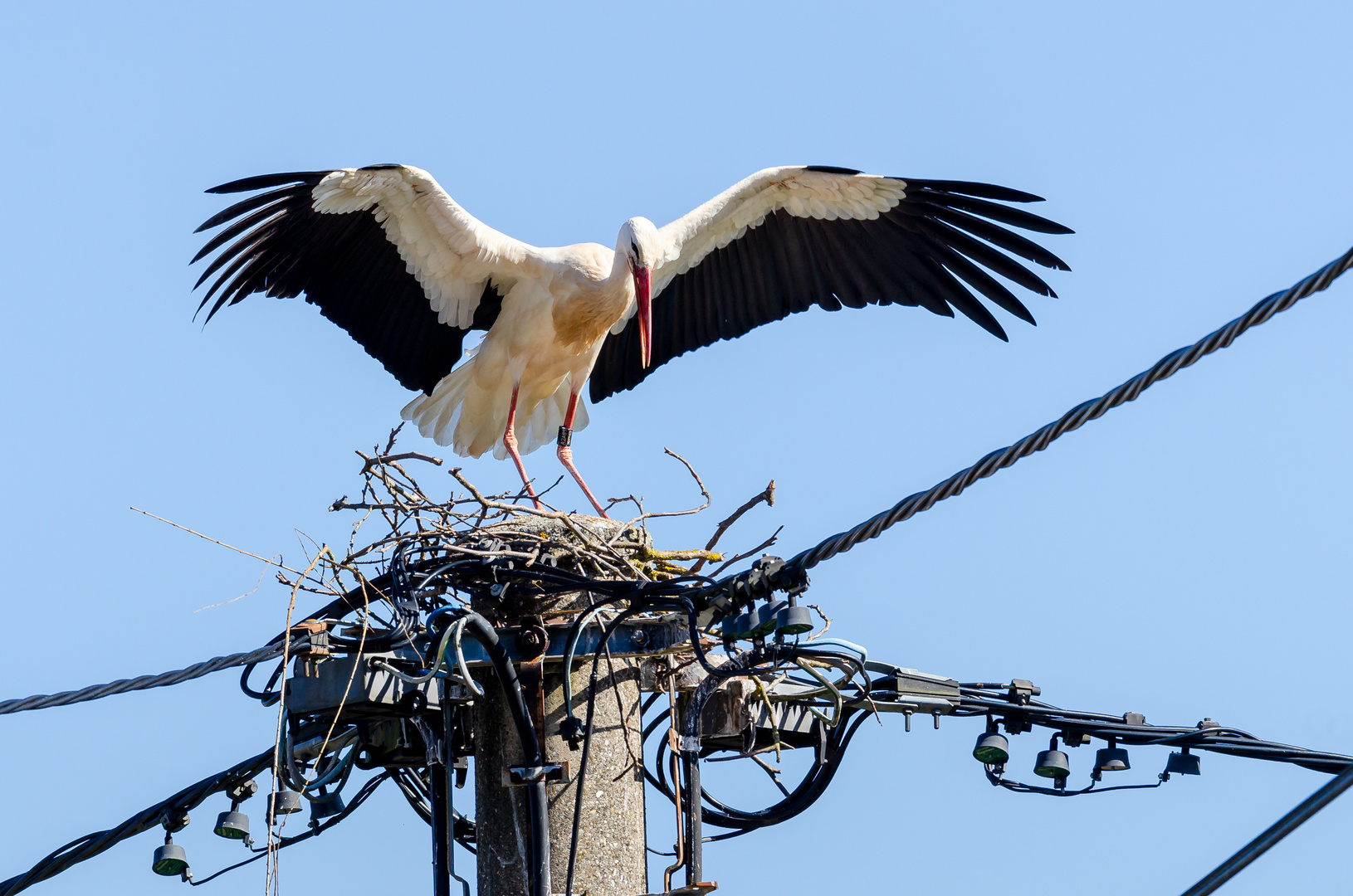 Weißstorch beim Nestbau