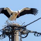 Weißstorch beim Nestbau