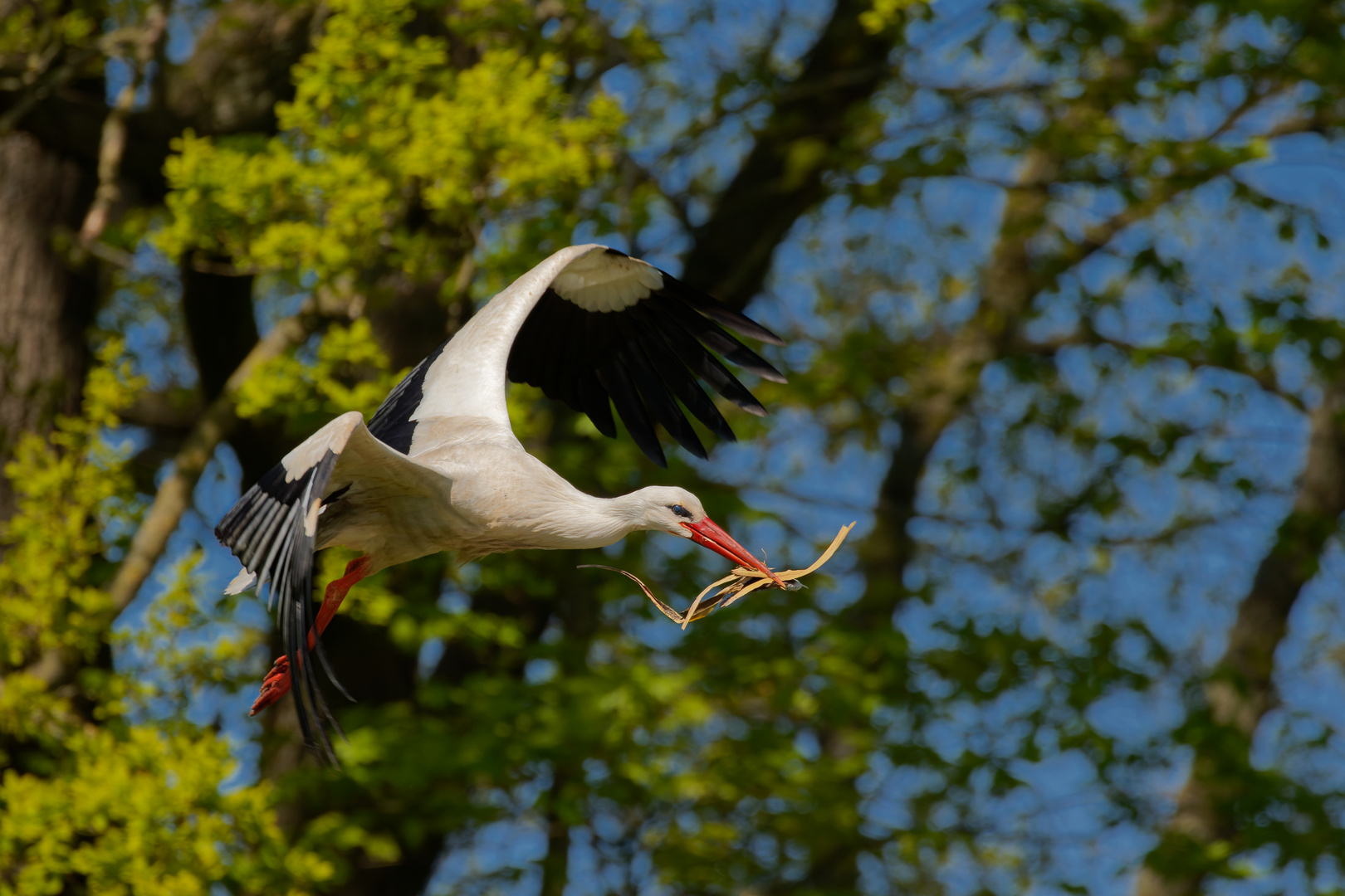 Weißstorch beim Nestbau