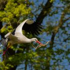 Weißstorch beim Nestbau