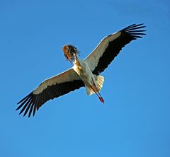 Weißstorch beim Transport von Material zum Nest(aus)bau.