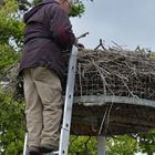 Weißstorch – Beringung: Der Herr der Ringe und der Wasserrohrzange 01