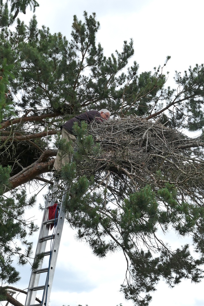 Weißstorch – Beringung: Man sollte schwindelfrei sein 02