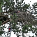 Weißstorch – Beringung: Man sollte schwindelfrei sein 02