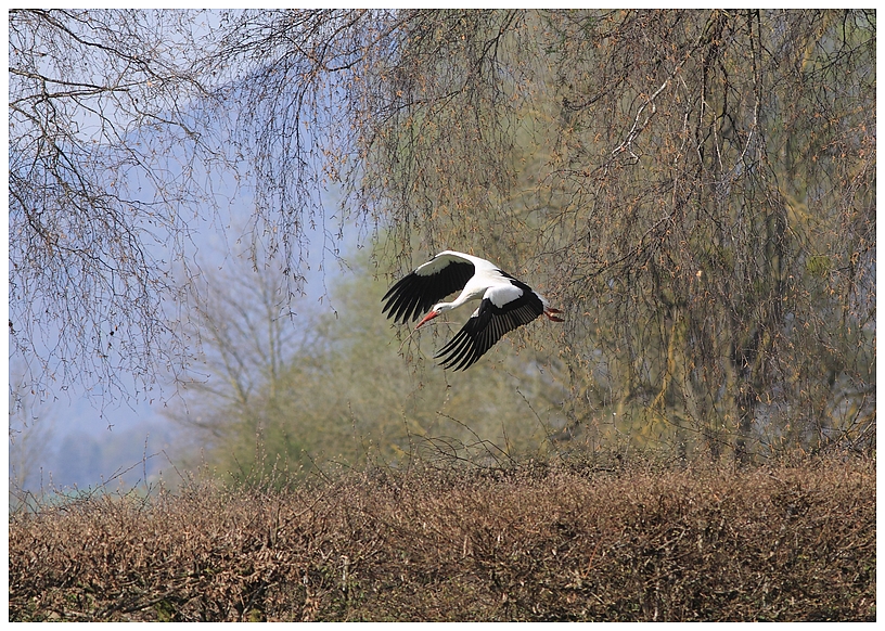 Weissstorch