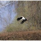 Weissstorch