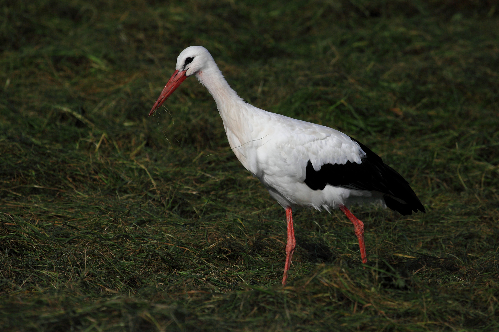 Weißstorch (Bislicher Insel)