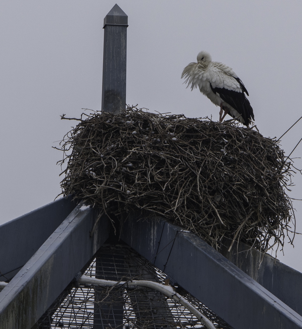 Weißstorch