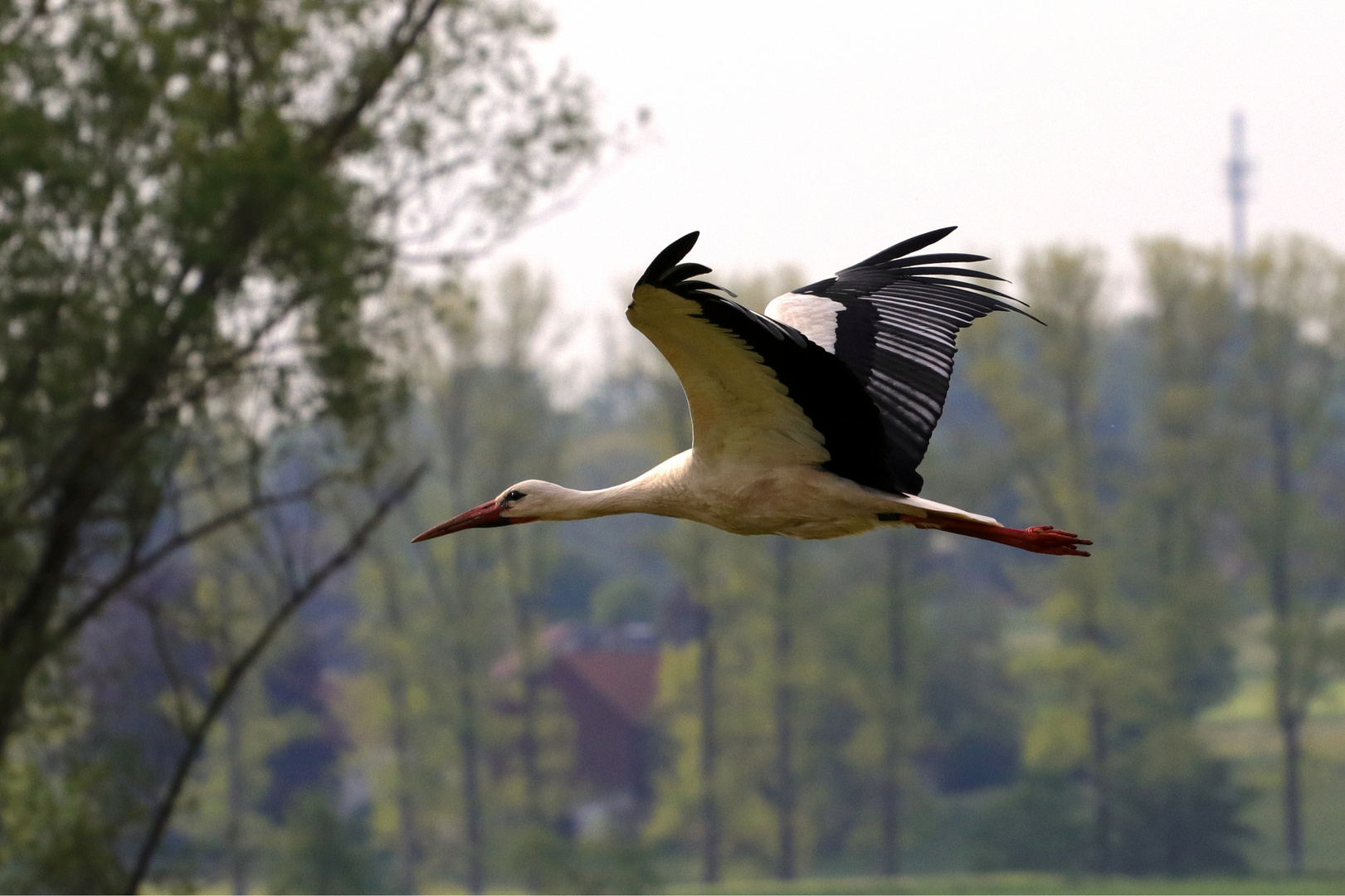 Weißstorch