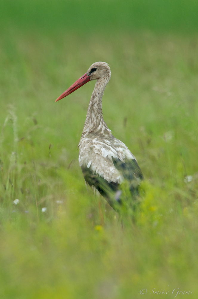 Weißstorch