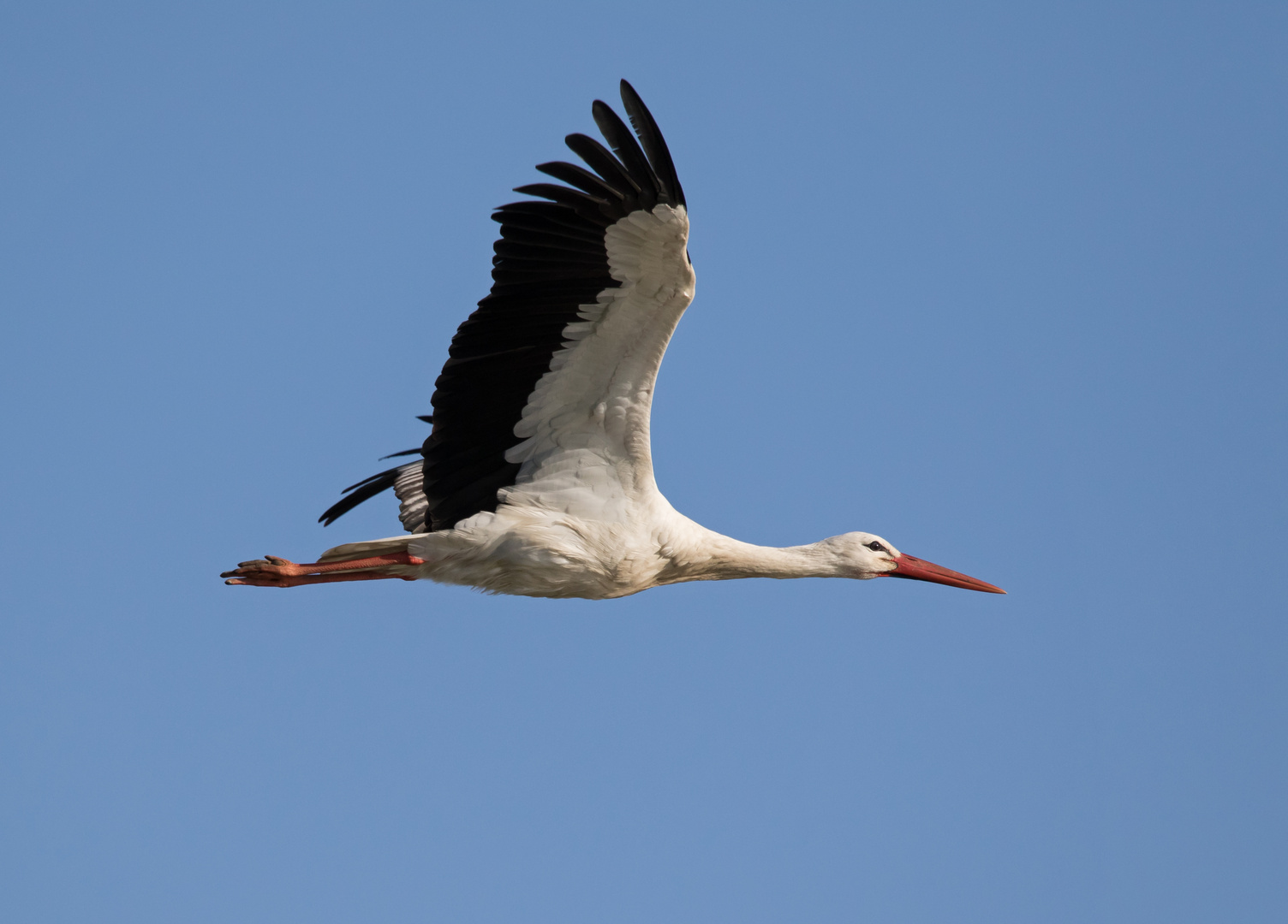 Weißstorch