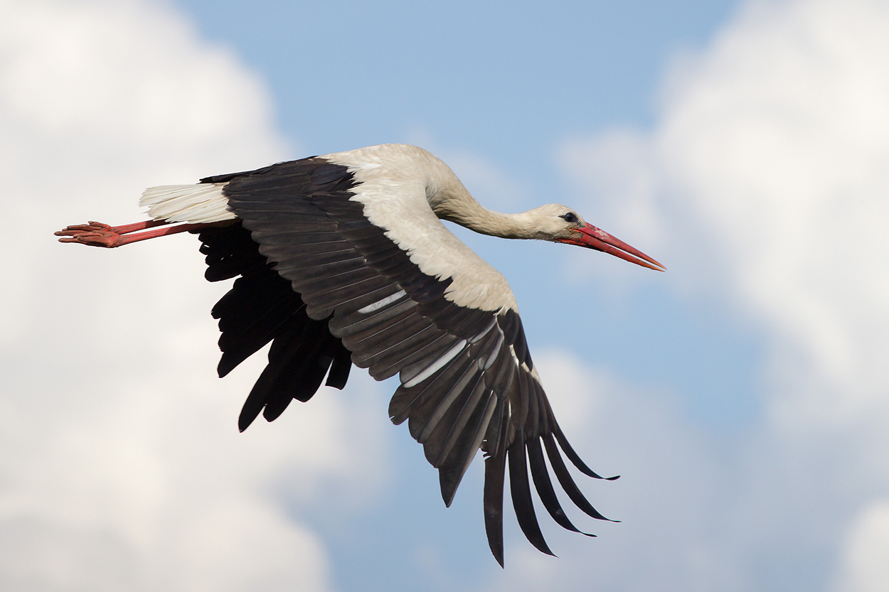 Weißstorch (Ciconia ciconia)