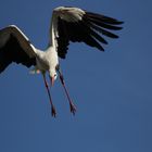 Weißstorch (Ciconia ciconia)