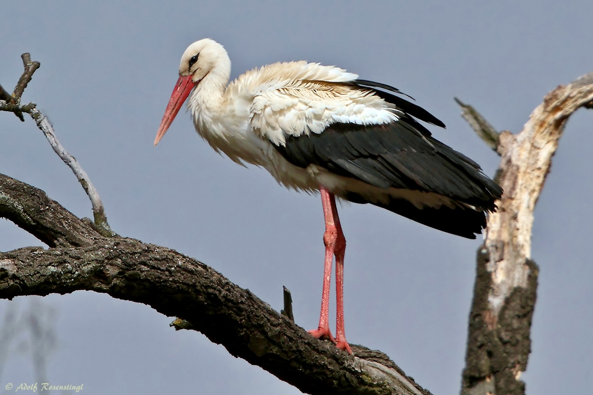 Weißstorch (Ciconia ciconia)