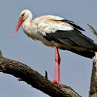 Weißstorch (Ciconia ciconia)