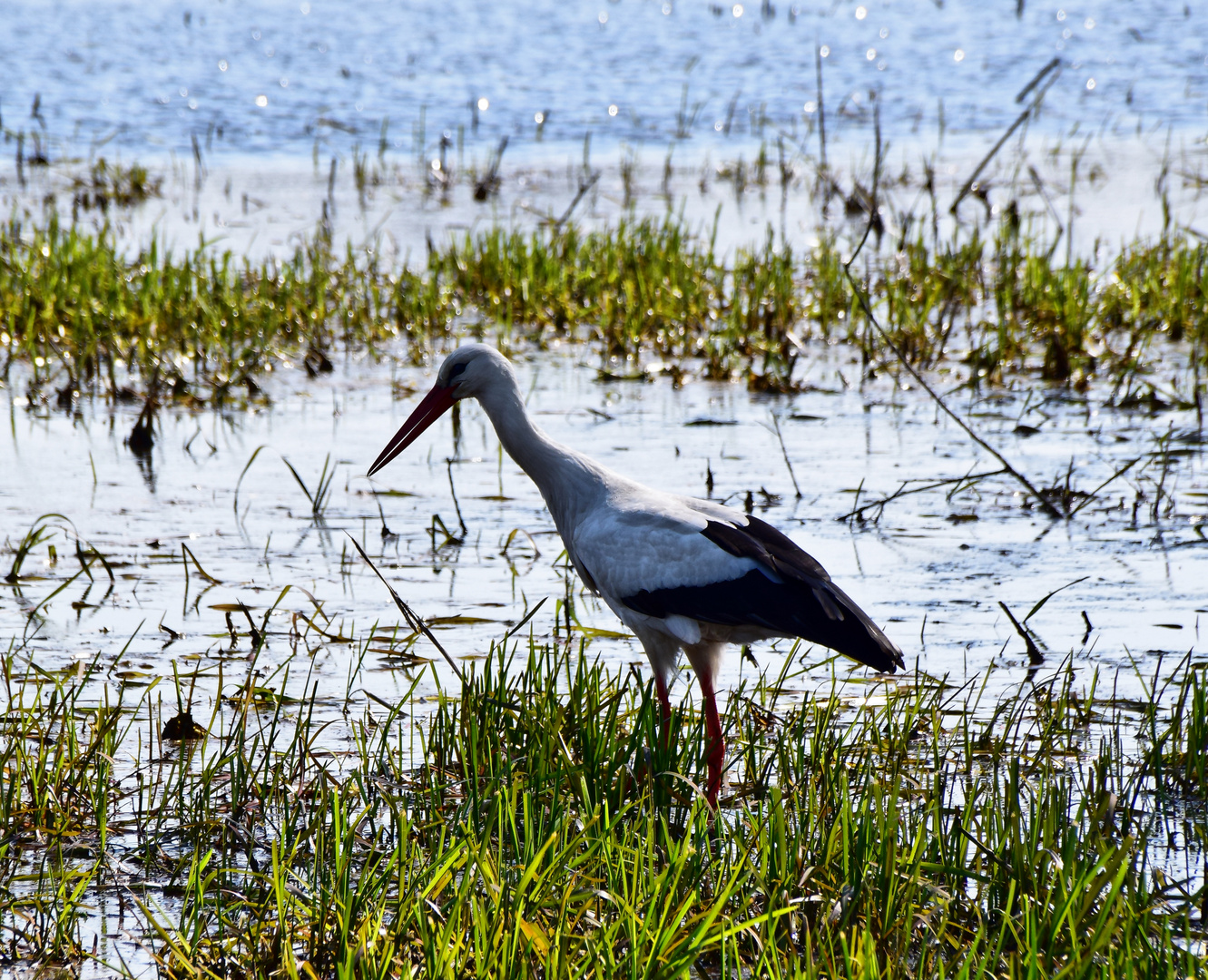 Weißstorch (Ciconia ciconia)