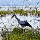 Weißstorch (Ciconia ciconia)