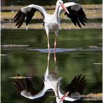 Weißstorch ( Ciconia ciconia)