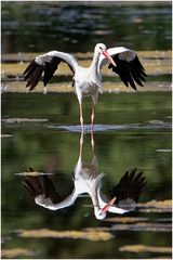 Weißstorch ( Ciconia ciconia)