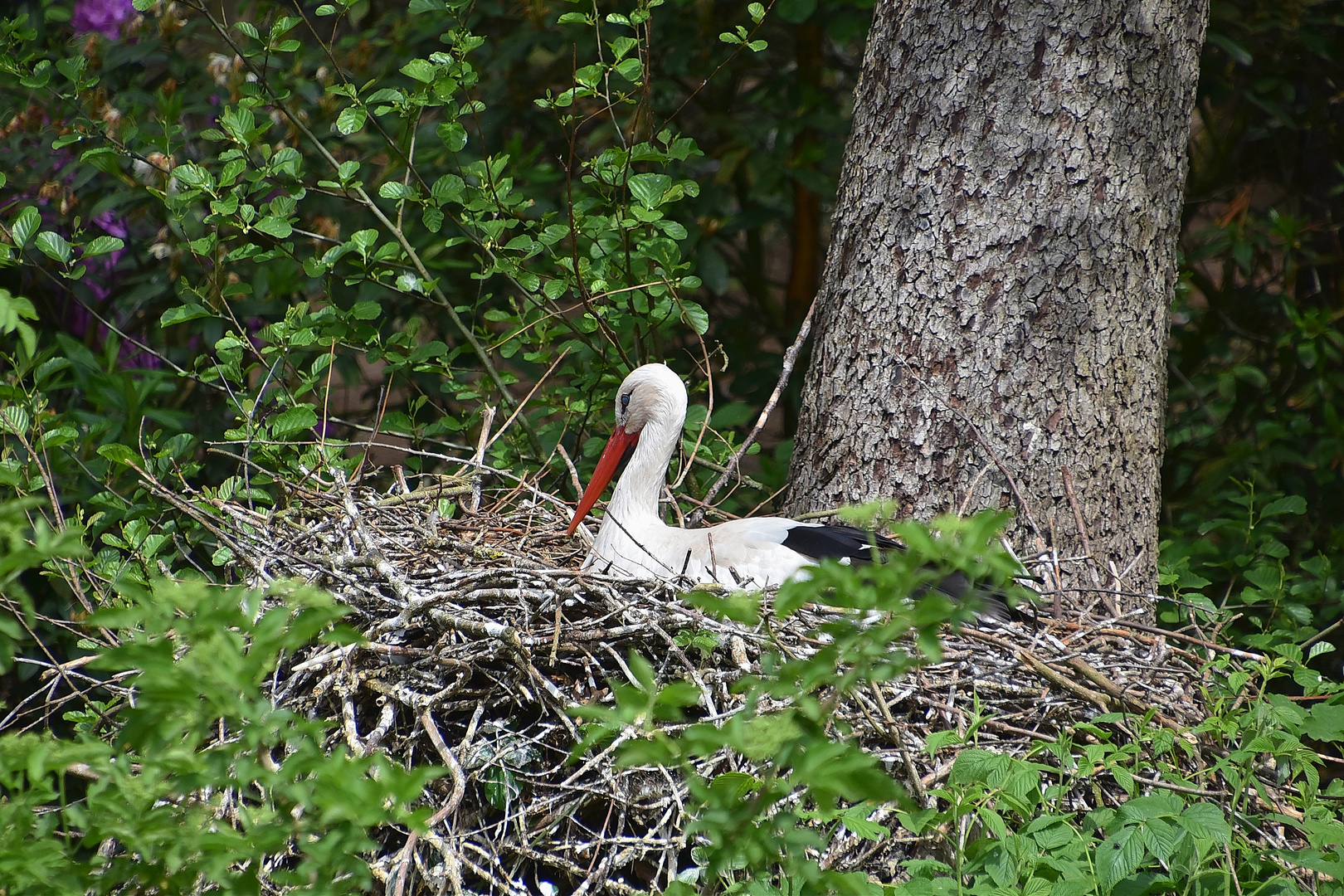 Weißstorch (Ciconia ciconia)