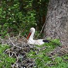 Weißstorch (Ciconia ciconia)